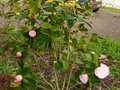 vignette Camellia japonica Désire en début de floraison au 30 01 13