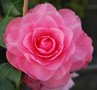 vignette Camellia japonica 'Henri Favre'   (F 1839)