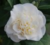 vignette Camellia japonica 'Trewithen White'