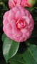 vignette Camellia japonica 'Mrs Tingley'   (USA 1949)