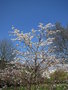 vignette Prunus - Cerisier au Jardin Louis Le Roux  Recouvrance, Brest