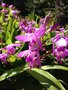 vignette Bletilla striata - Orchide jacinthe