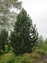 vignette Pinus leucodermis