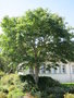vignette Tetradium daniellii - arbre  miel  la piscine de Recouvrance
