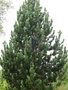 vignette Pinus leucodermis