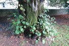 vignette Tilia platyphyllos - Tilleul  grandes feuilles