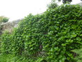 vignette Hydrangea macrophylla paliss sur un mur