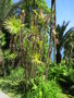 vignette Rhapis excelsa = Rhapis flabelliformis ?