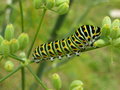 vignette Papilio machaon - Chenille de Machaon ou Grand porte-queue
