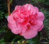 vignette ' MARGUERITE GOUILLON ROSE ' camellia japonica