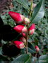 vignette ' CRIMSON CANDLES ' camellia hybride