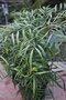 vignette Mahonia eurybracteata subsp. ganpinensis 'Soft Caress'