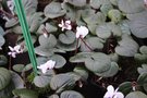 vignette Cyclamen coum ssp. coum f. pallidum 'Album'