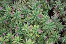 vignette Euphorbia x martinii 'Ascot Rainbow'