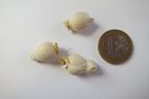 vignette Allium oreophilum = Allium ostrowkianum