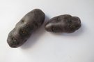 vignette Solanum tuberosum 'Vitelotte' = 'Vitelotte noire' = 'Négresse' = 'Truffe de Chine'