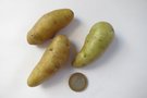 vignette Solanum tuberosum 'Ratte'