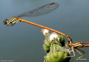 vignette Agrion orang (Platycnemis acutipennis) libellule