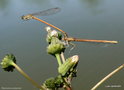 vignette Agrion orang (Platycnemis acutipennis) libellule