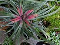 vignette Fascicularia bicolor au 04 02 13