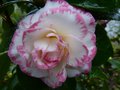 vignette Camellia japonica Margareth Davies picottee au 31 01 13