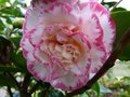 vignette Camellia japonica Margareth Davies picottee autre vue au 31 01 13
