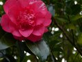 vignette Camellia japonica Elegans au 04 02 13