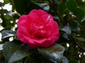 vignette Camellia japonica Elegans au 31 01 13