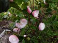 vignette Camellia japonica Desire au 04 02 13
