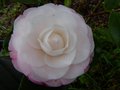 vignette Camellia japonica Desire gros plan au 04 02 13