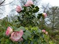 vignette Camellia japonica Margareth Davies picottee au 04 02 13