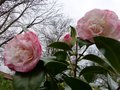 vignette Camellia japonica Margareth Davies picottee autre gros plan au 04 02 13