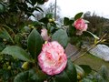 vignette Camellia japonica Margareth davies picottee gros plan au 04 02 13