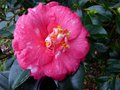 vignette Camellia japonica Lady clare au 04 02 13