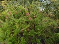 vignette Grevillea rosmarinifolia toujours en forme au 04 02 13