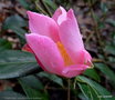 vignette ' TULIPE TIME ' camellia hybride williamsii