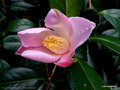 vignette ' TULIPE TIME ' camellia hybride williamsii