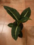 vignette Dieffenbachia 'Green Magic'