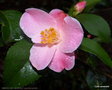 vignette ' MINATO-NO-AKEBONO ' camellia hybride de C.lutchuensis , parfum