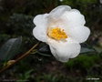 vignette ' CORNISH  SNOW ' camellia hybride