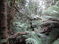 vignette Tasmanian Rainforest