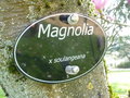 vignette Magnolia x soulangeana