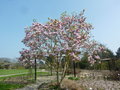 vignette Magnolia x 'Sundance'