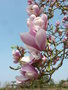 vignette Magnolia x 'Sundance'