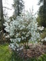 vignette Magnolia kobus var stellata 'White Waterlily'