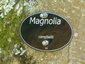 vignette Magnolia campbellii