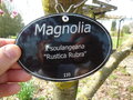 vignette Magnolia soulangeana 'Rustica Rubra'