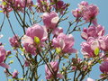 vignette Magnolia soulangeana 'Rustica Rubra'