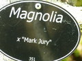 vignette Magnolia 'Mark Jury'
