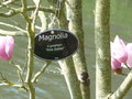 vignette Magnolia 'Pink Goblet'